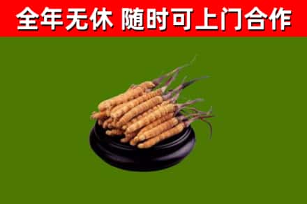 涧西区烟酒回收冬虫夏草.jpg